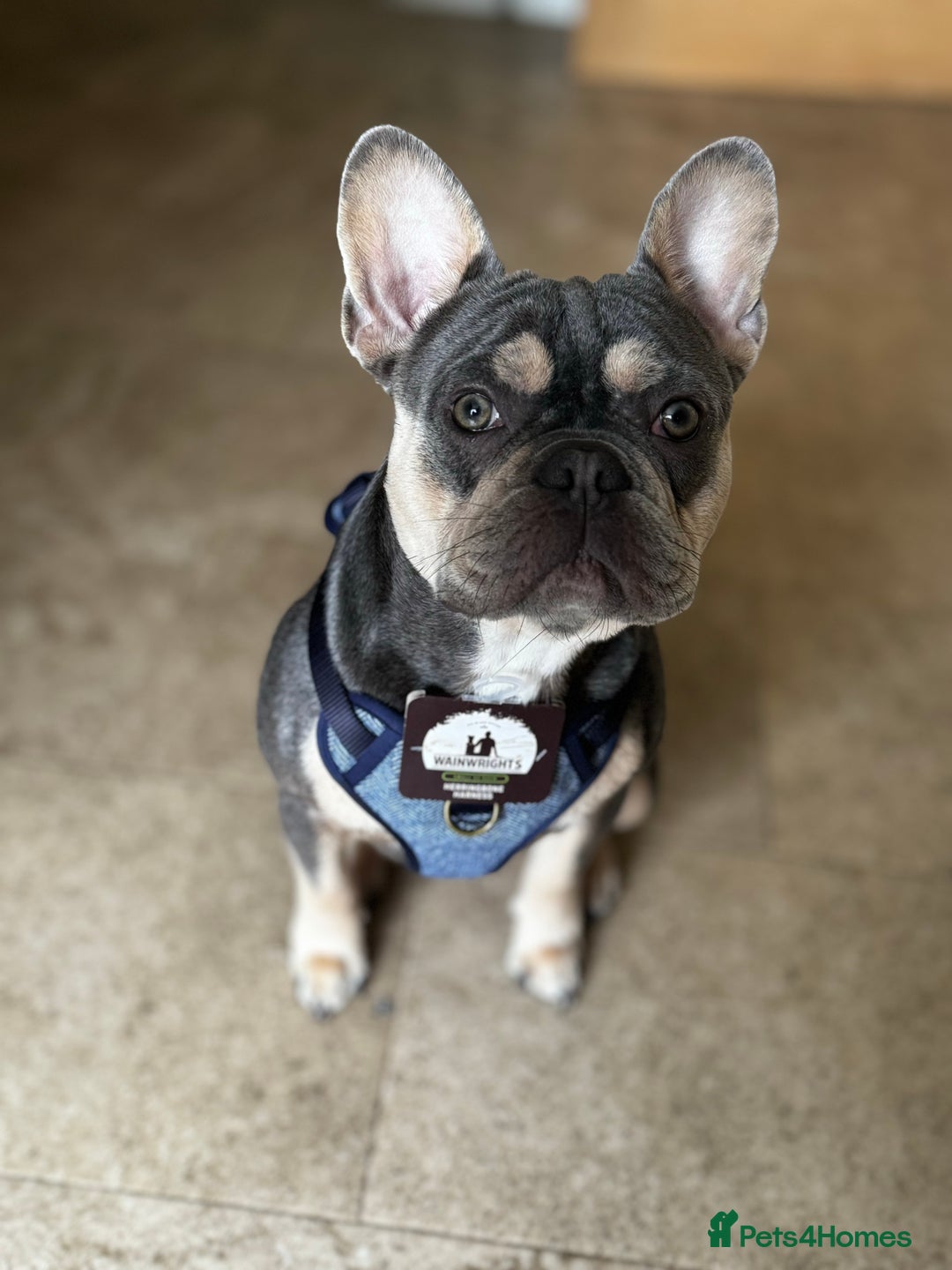 French Bulldog dogs for sale: French Bulldog for sale to a loving home  - Image 3