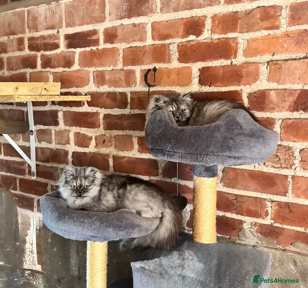 Persian cats for sale: Chinchilla Persians  - Advert 2