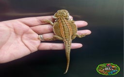 Bearded Dragon reptiles for sale: Bearded dragon Holdback release at HT exotics! - Image 20