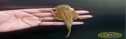 Bearded Dragon reptiles for sale: Bearded dragon Holdback release at HT exotics! - Advert 20