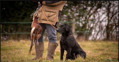 Labrador Retriever dogs KC Registered Working Labrador boys - Advert 7