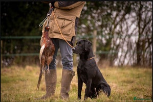 Labrador Retriever dogs KC Registered Working Labrador boys - Advert 1