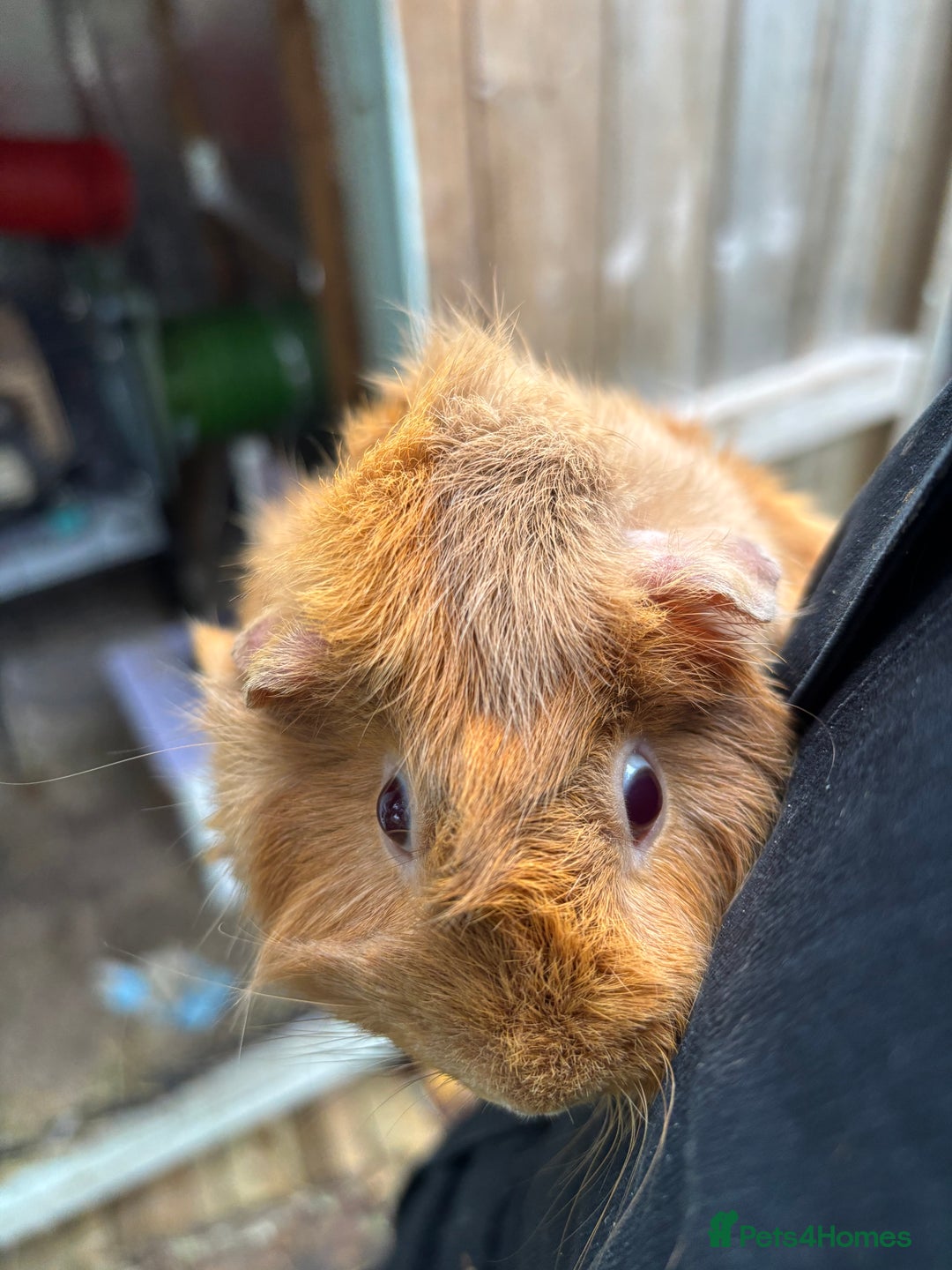 Guinea Pig rodents for sale: 2 sow guinea pigs 1yr old - Advert 1