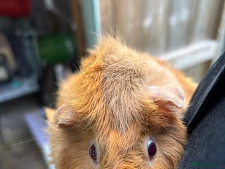 Guinea Pig rodents 2 sow guinea pigs 1yr old - Advert 4