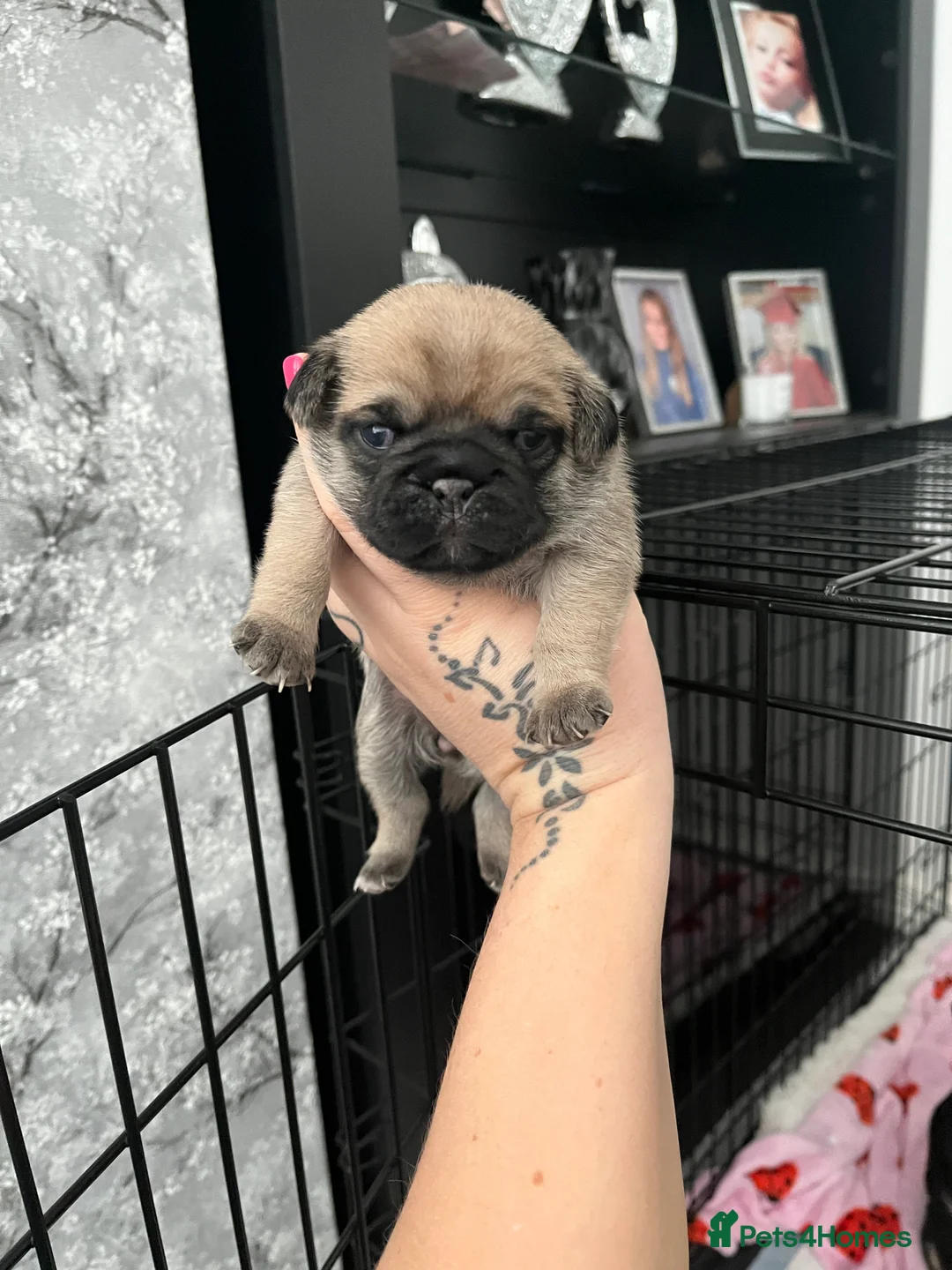 Pug dogs for sale: 3 beautiful pug puppy’s for sale - Advert 6