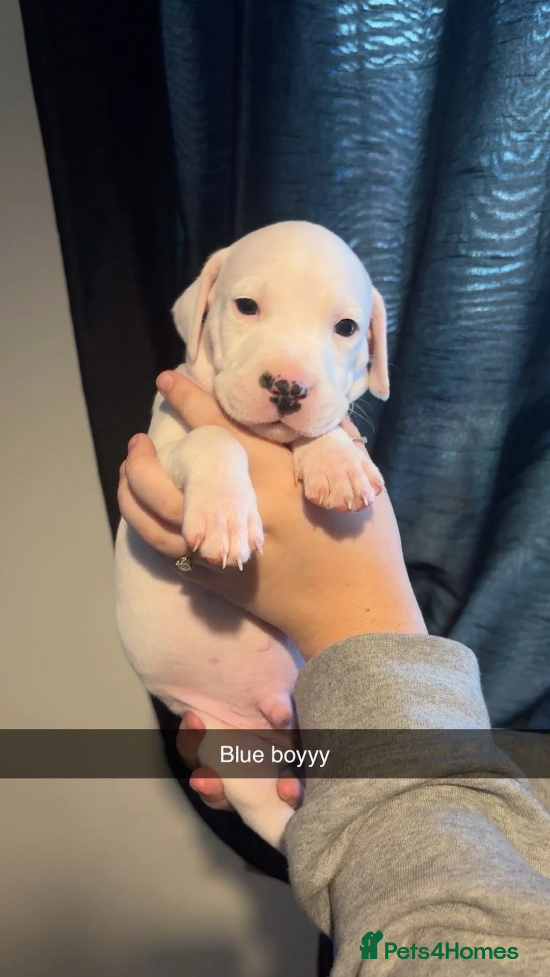 Mixed Breed dogs for sale: Dalmation/lab X staff pups  - Advert 2