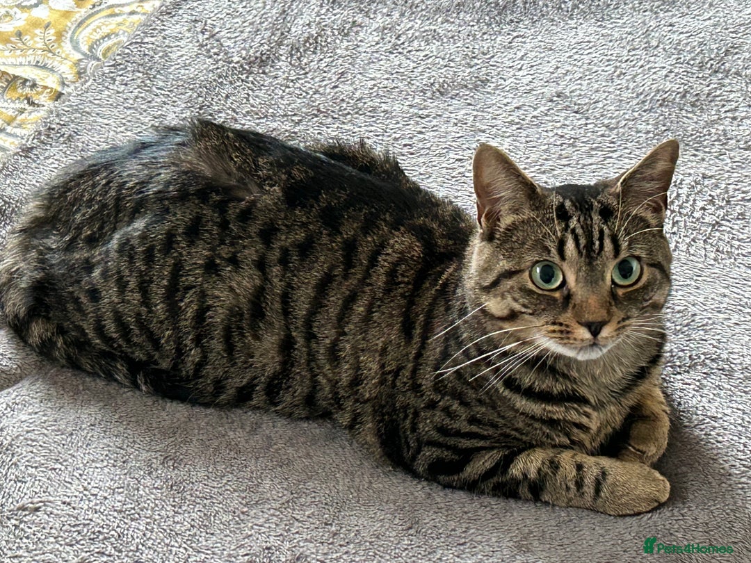 Mixed Breed cats for sale: Nala seeks forever loving home - Image 8