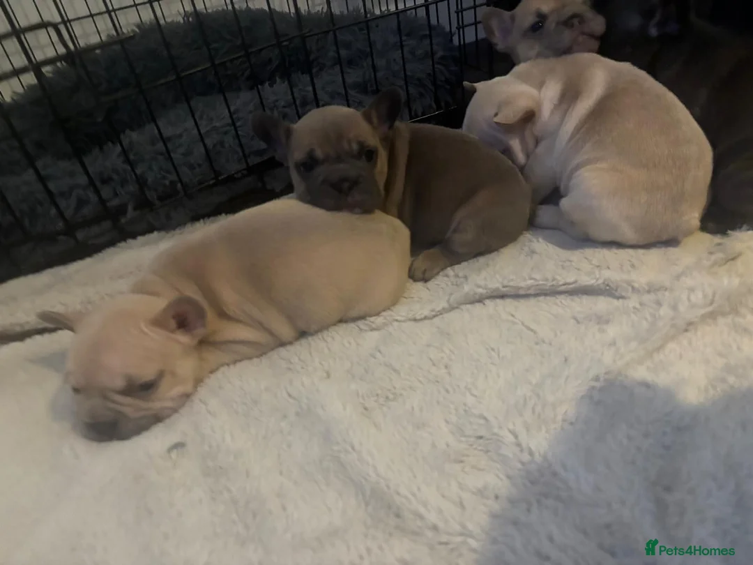French Bulldog dogs for sale: French bulldog puppies  - Advert 9