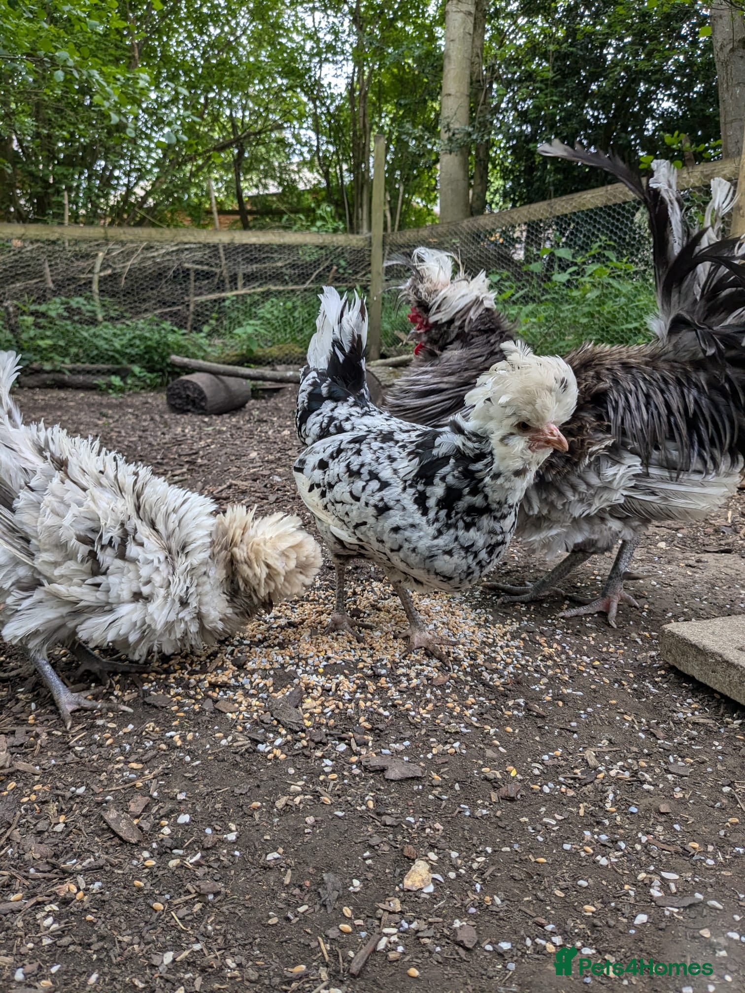 Chickens poultry Polish chickens for sale - Advert 21