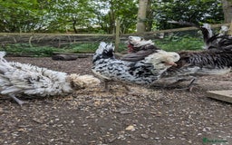 Chickens poultry for sale: Polish chickens for sale - Image 1