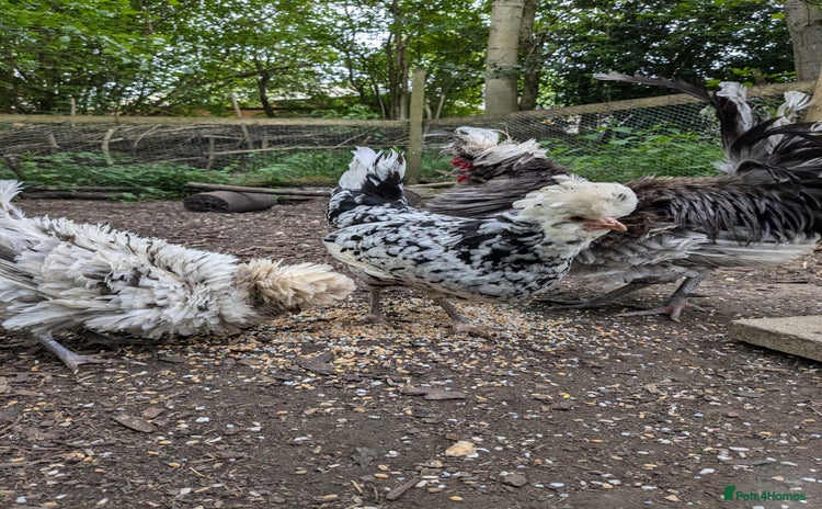 Chickens poultry - Advert 1
