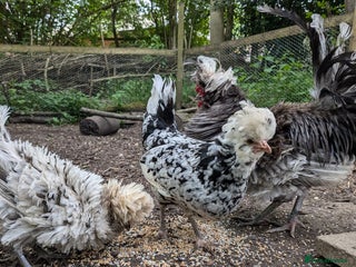 Chickens poultry - Advert 13