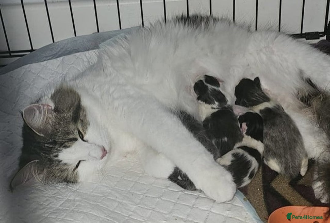 Maine Coon cats for sale: 3 male kittens now ready - Advert 4