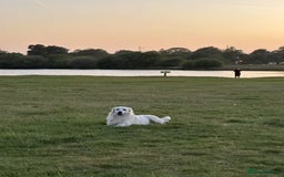 Golden Retriever dogs for stud: Looking for a Female Golden Retriever 🐾 - Image 22