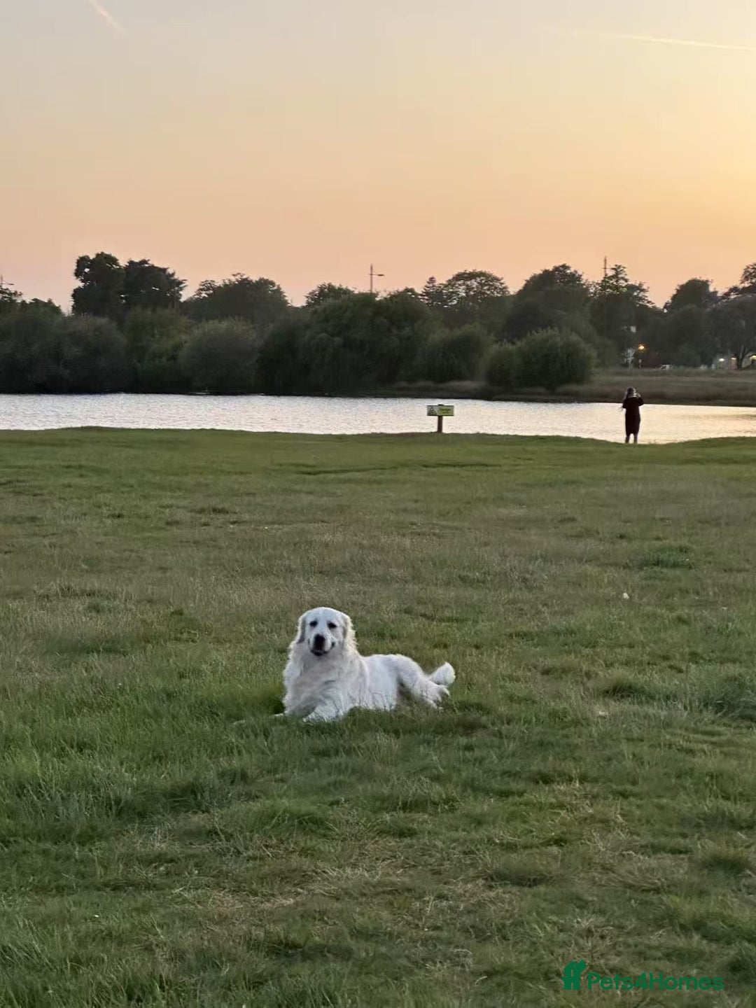 Golden Retriever dogs for stud: Looking for a Female Golden Retriever 🐾 - Image 22