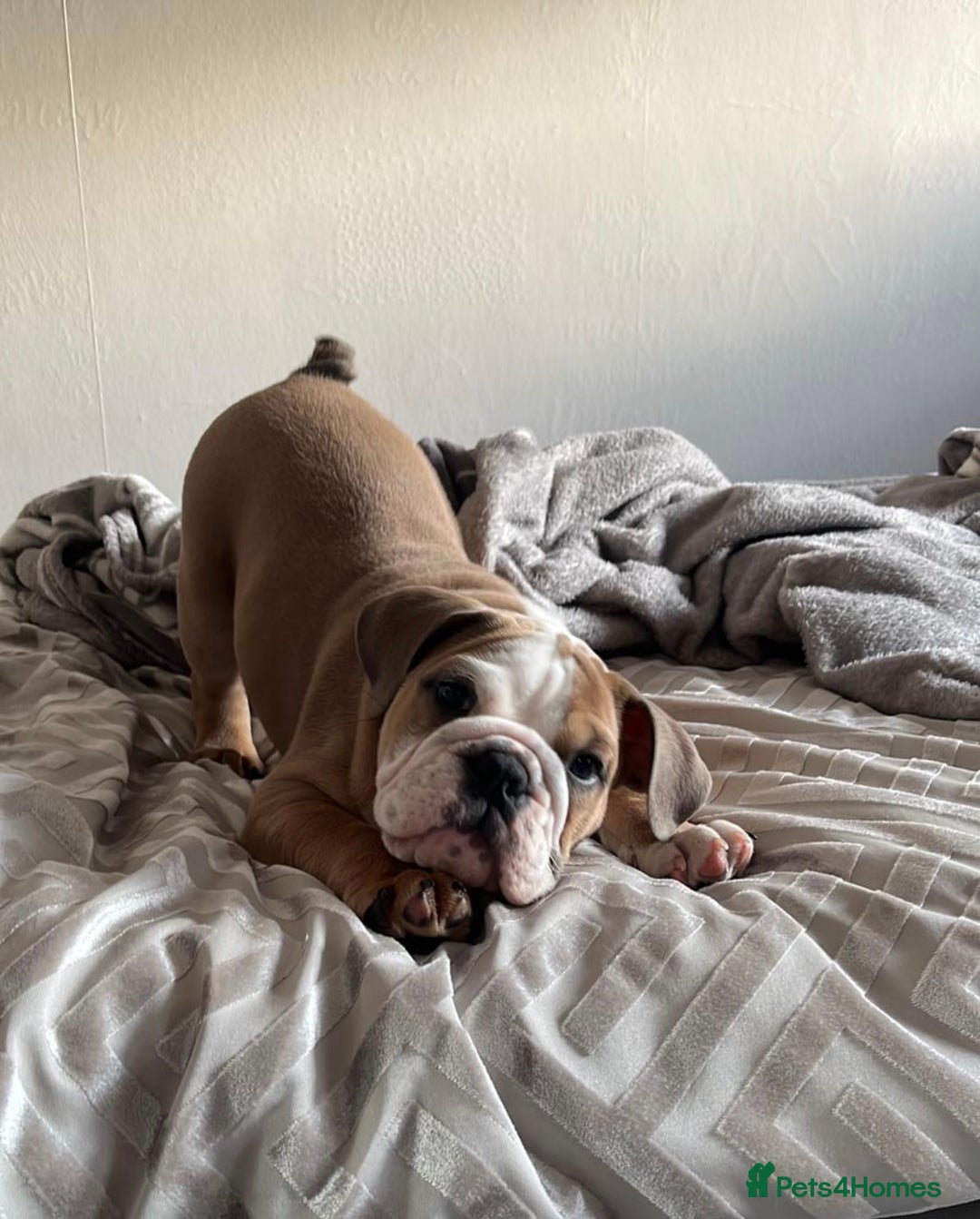 English Bulldog dogs for sale: Beautiful healthy boy  - Image 2