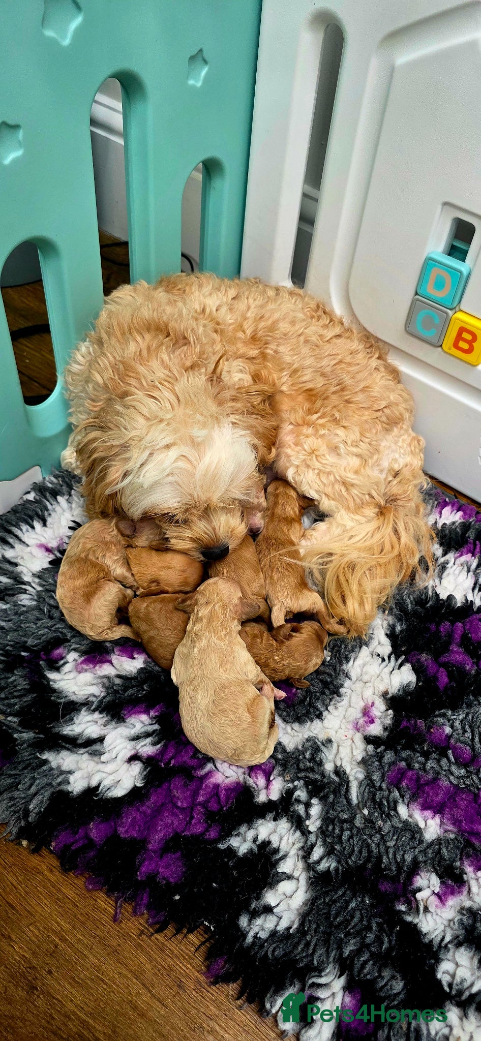Cavapoochon dogs for sale: Exquisite Health Tested Cavapoochon Puppies  - Advert 8