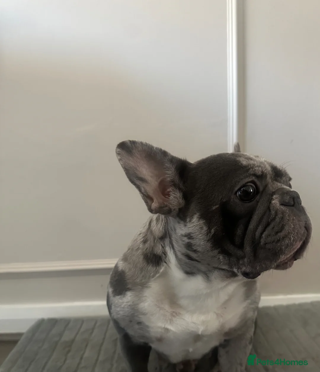 French Bulldog dogs for sale: French bulldog rehome - Advert 3