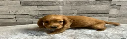 Cocker Spaniel dogs for sale: Show cocker spaniel puppies  - Advert 5
