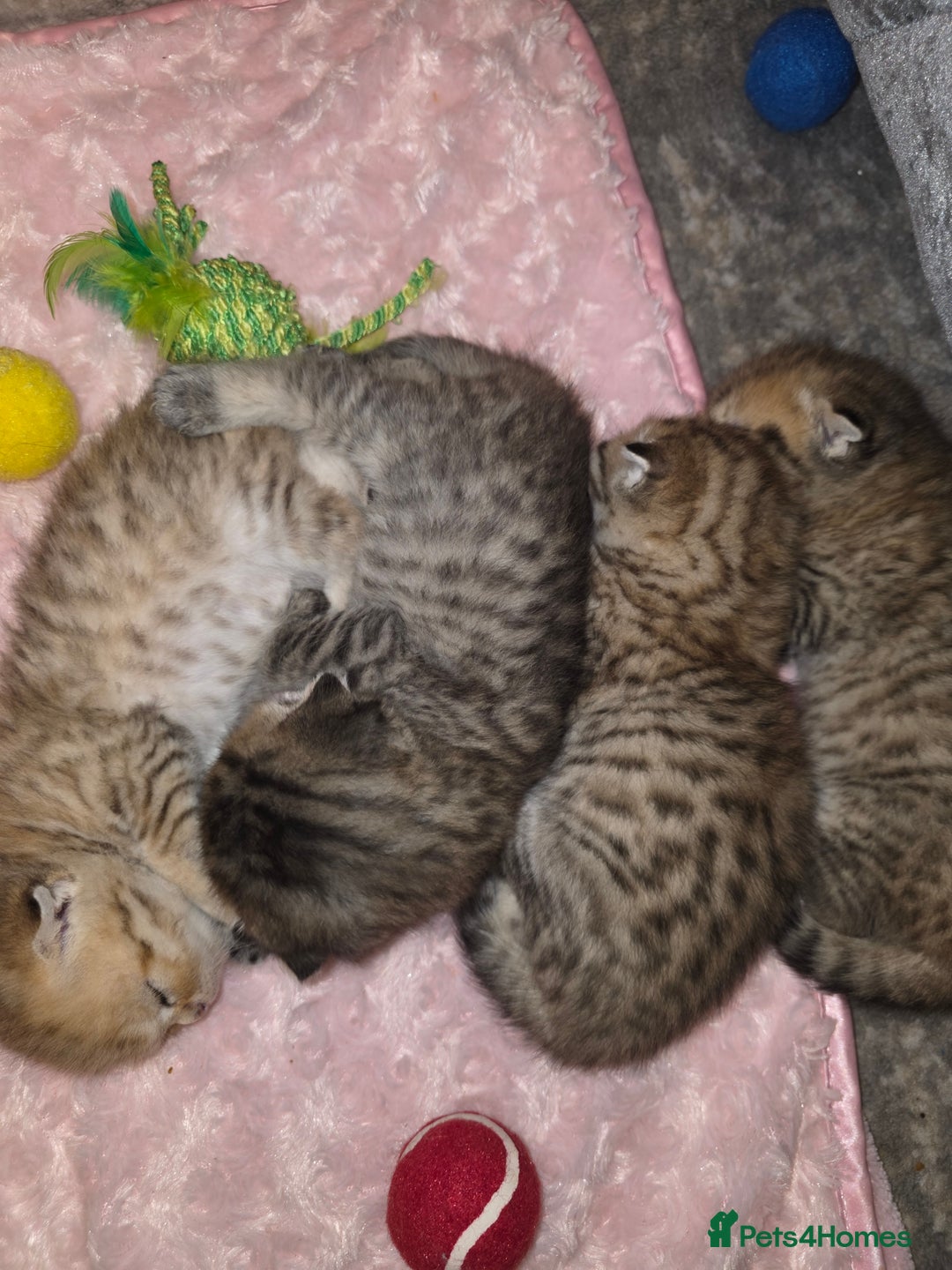 Scottish Fold cats for sale: 5 Scottish Folds - Image 8
