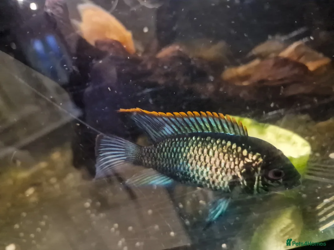 Cichlids fish for sale: Fish for sale  in Leeds - Advert 7