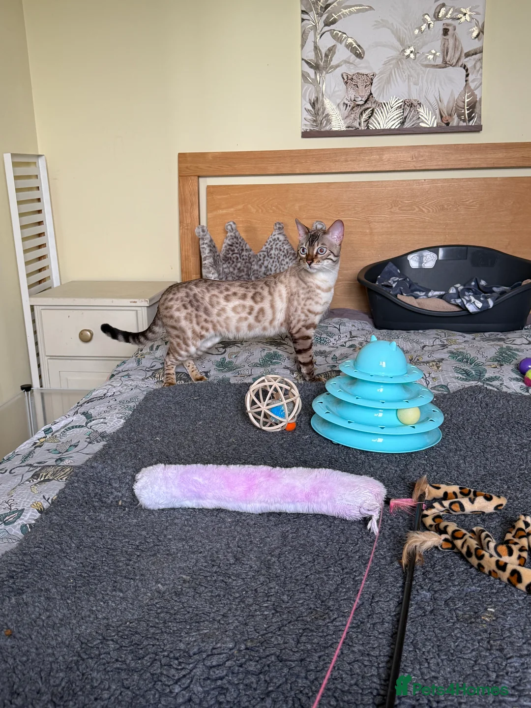 Bengal cats for sale: Stunning Snow Lynx male Bengal 💙  - Advert 1