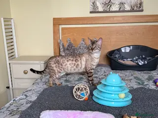 Bengal cats Stunning Snow Lynx male Bengal 💙 - Advert 1