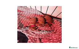 Cavapoo dogs for sale: F1B Cavapoo puppies DUE 4 Aug.DNA hereditory clear - Image 11