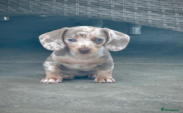 Miniature Dachshund dogs - Advert 16