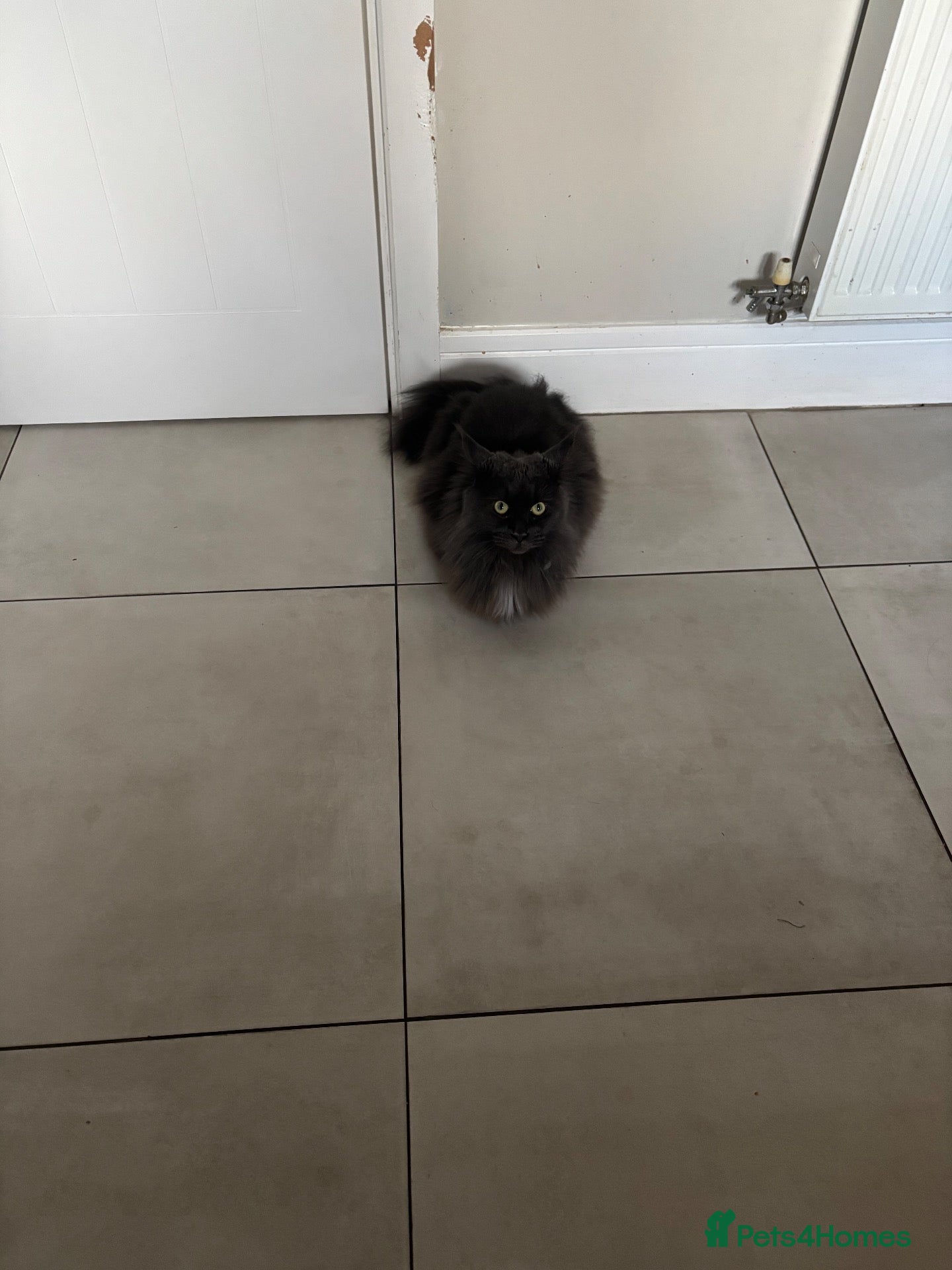 Maine Coon cats for sale: Mother and Son Maine Coones - Advert 9
