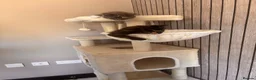 British Shorthair cats for sale: 2 loving girl kittens in Andover - Advert 2