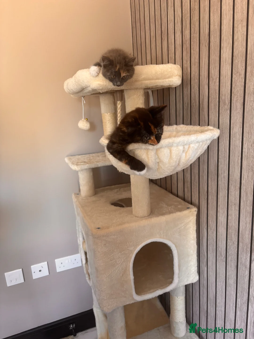 British Shorthair cats for sale: 2 loving girl kittens in Andover - Advert 2