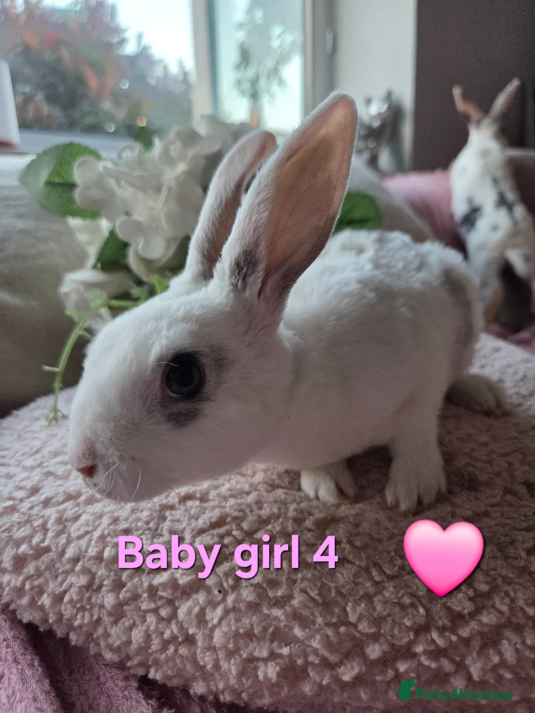 Mini Lop rabbits for sale: I have baby mini lops and mini rex available  - Advert 18