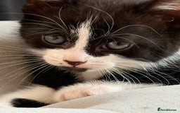 Domestic Shorthair cats for sale: 4 beautiful mixed kittens in Walsall - Image 9