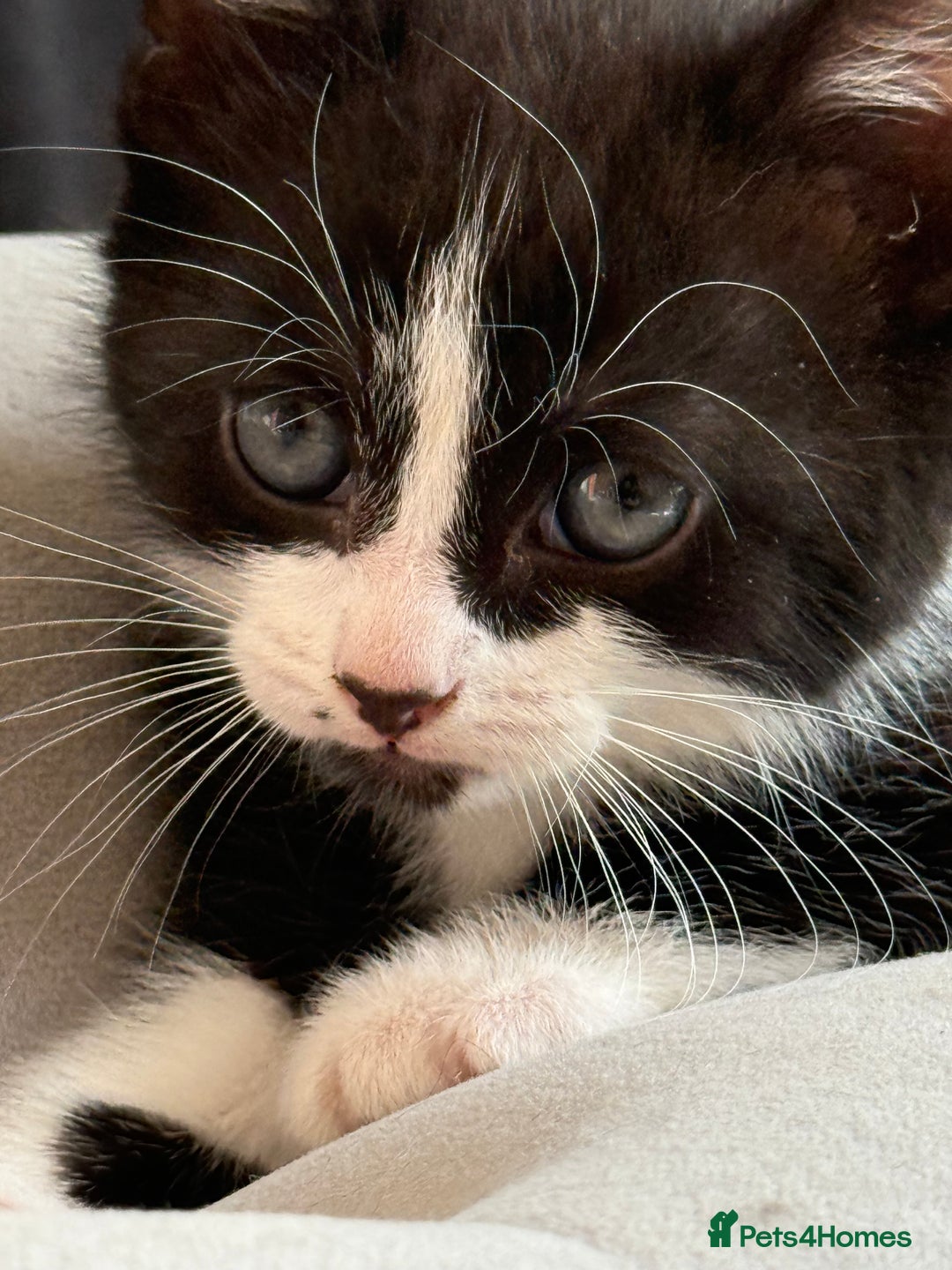 Domestic Shorthair cats for sale: 4 beautiful mixed kittens in Walsall - Image 9