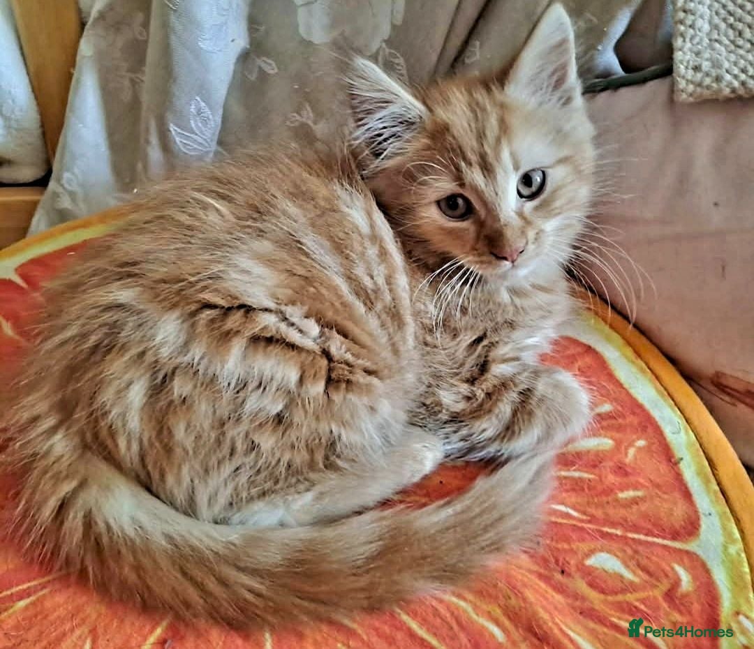 Mixed Breed cats Beautiful Kittens 😻 - Advert 1