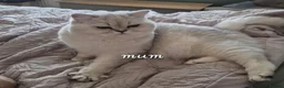 British Longhair cats for sale: Registered Black tipped girls - Advert 7