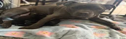Staffordshire Bull Terrier dogs for sale: KC Registered Staffordshire Bull Terrier puppies in Mansfield - Advert 8