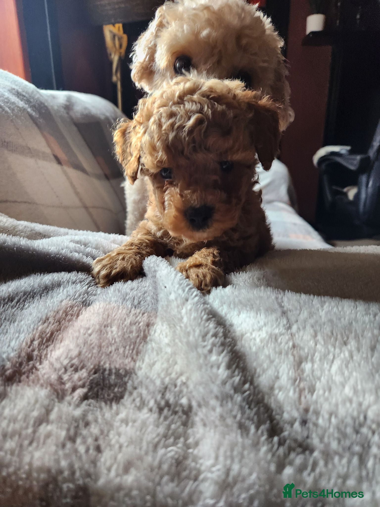 Poochon dogs Stunning Poochon Puppies Ready 25th June 🐩❤️ - Advert 2