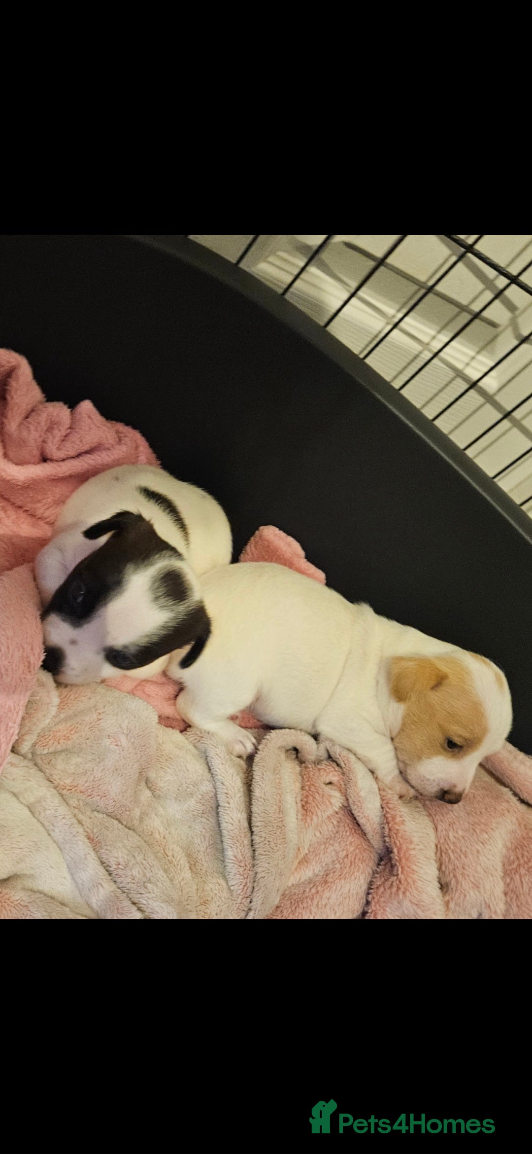 Jack Russell dogs for sale: 2 beautiful jack russel puppies  - Image 2