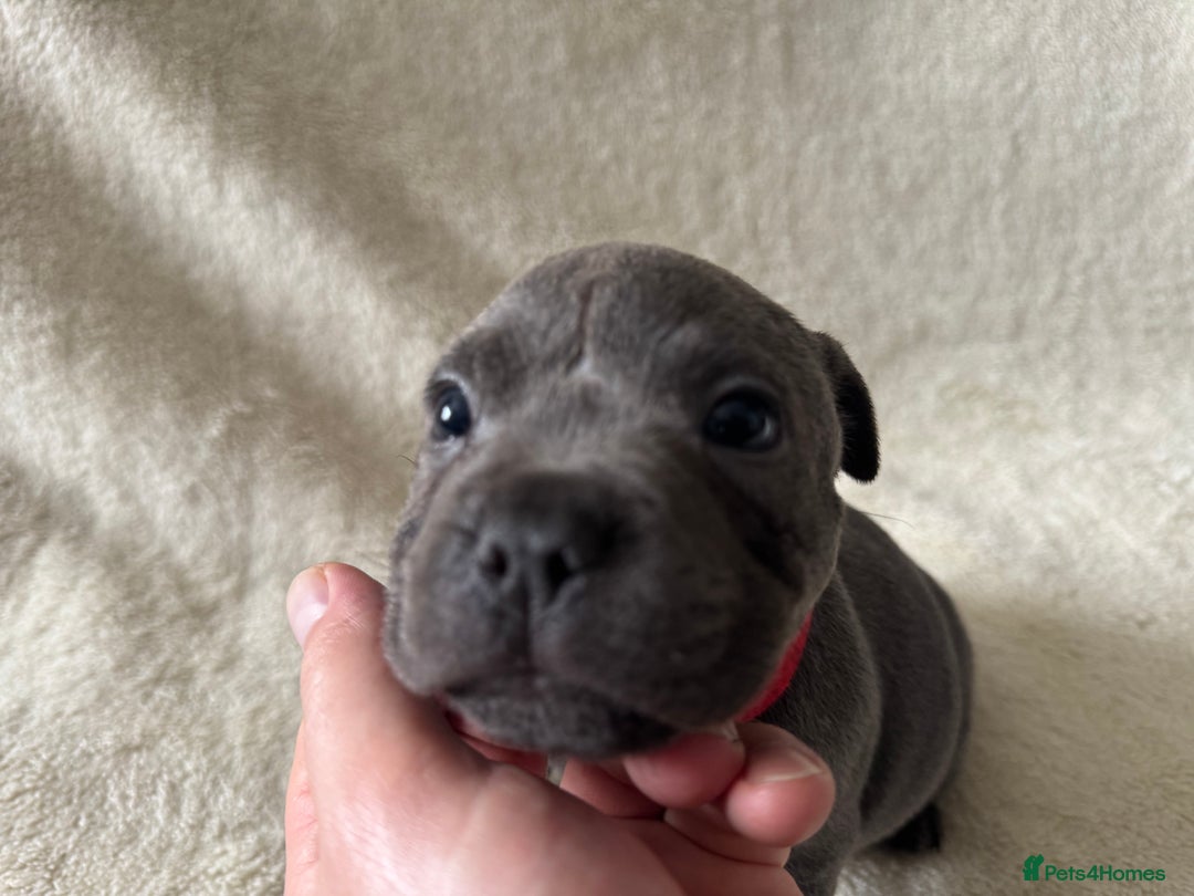 Staffordshire Bull Terrier dogs for sale: One red collar boy left and ready for loving home… - Image 10