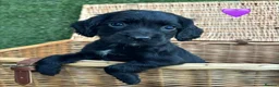 Cocker Spaniel dogs for sale: Cocker Spaniel Puppies Ready 28th February - Advert 4