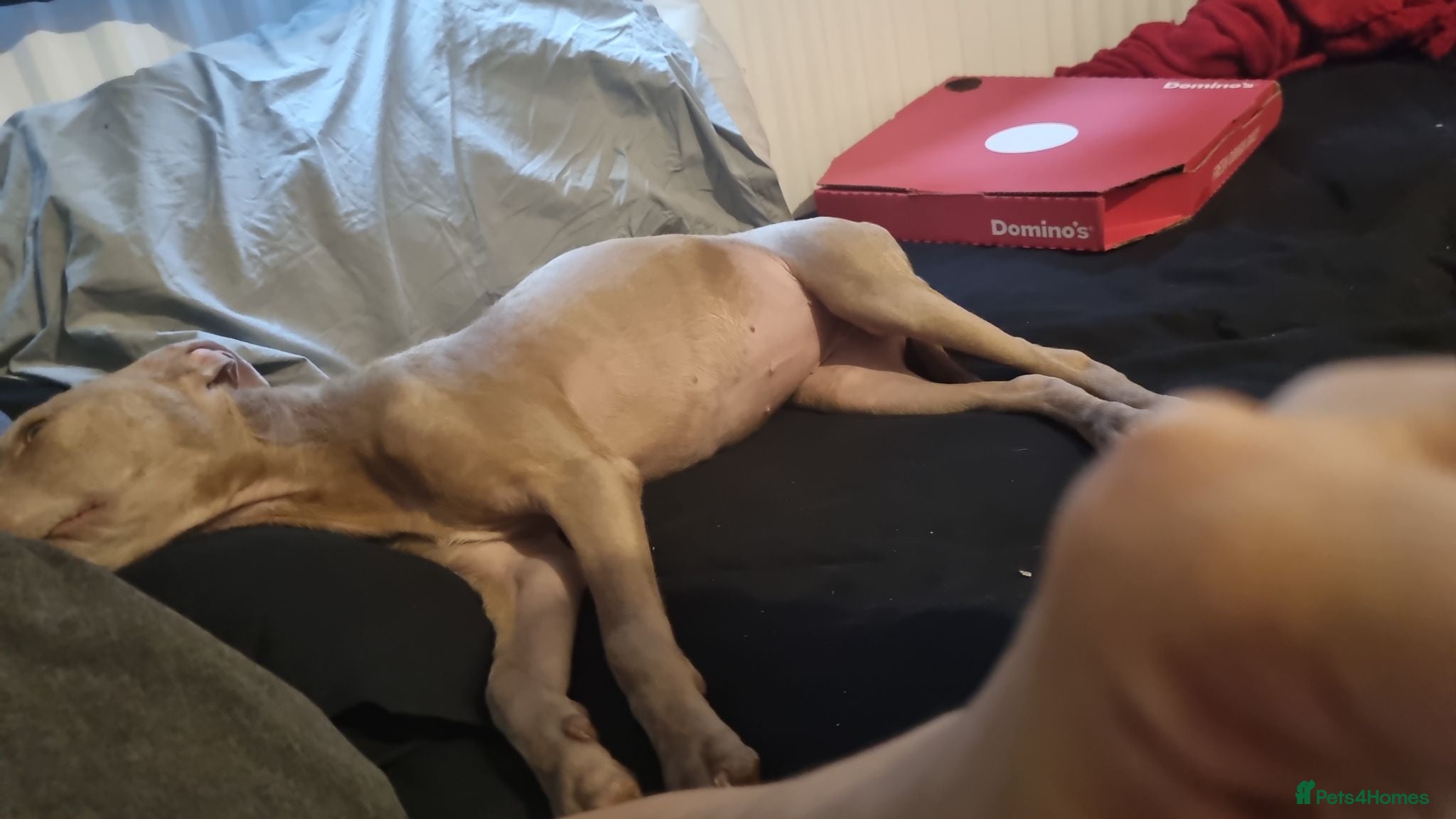 Staffordshire Bull Terrier dogs Female Staff FREE - Advert 3