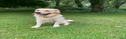 Golden Retriever dogs for sale: 5 Star ⭐️ Golden Retrievers 💙🩷🩷 - Advert 4