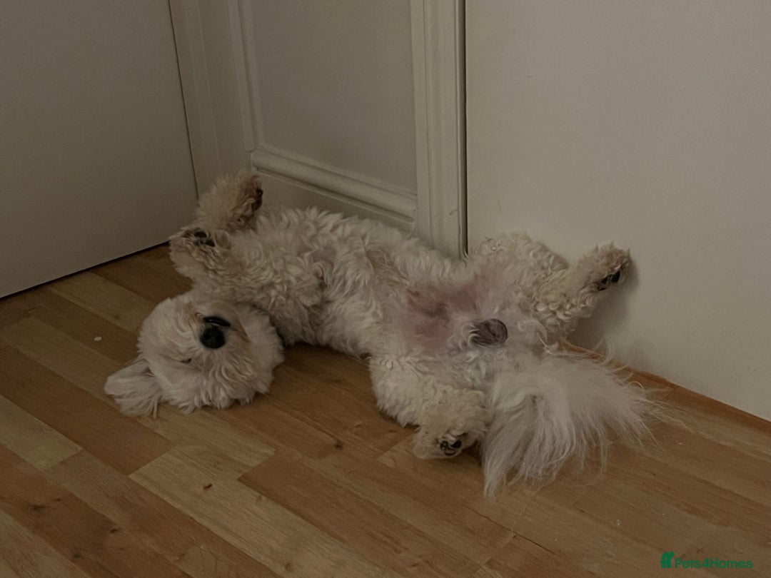 Bichon Frise dogs for stud: Mr Mile - Advert 5