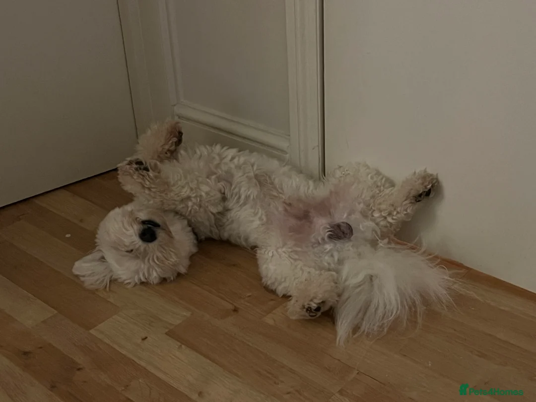 Bichon Frise dogs for stud: Mr Mile - Advert 5