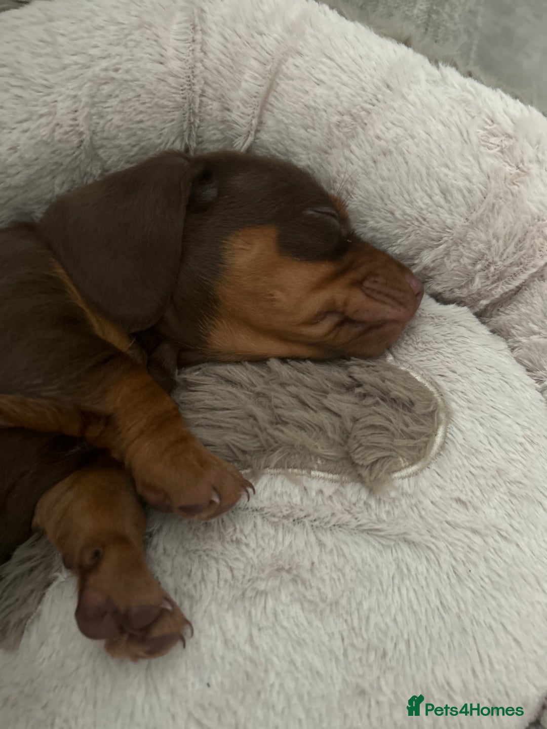 Miniature Dachshund dogs for sale: Miniature dachshund buy puppy  - Image 9