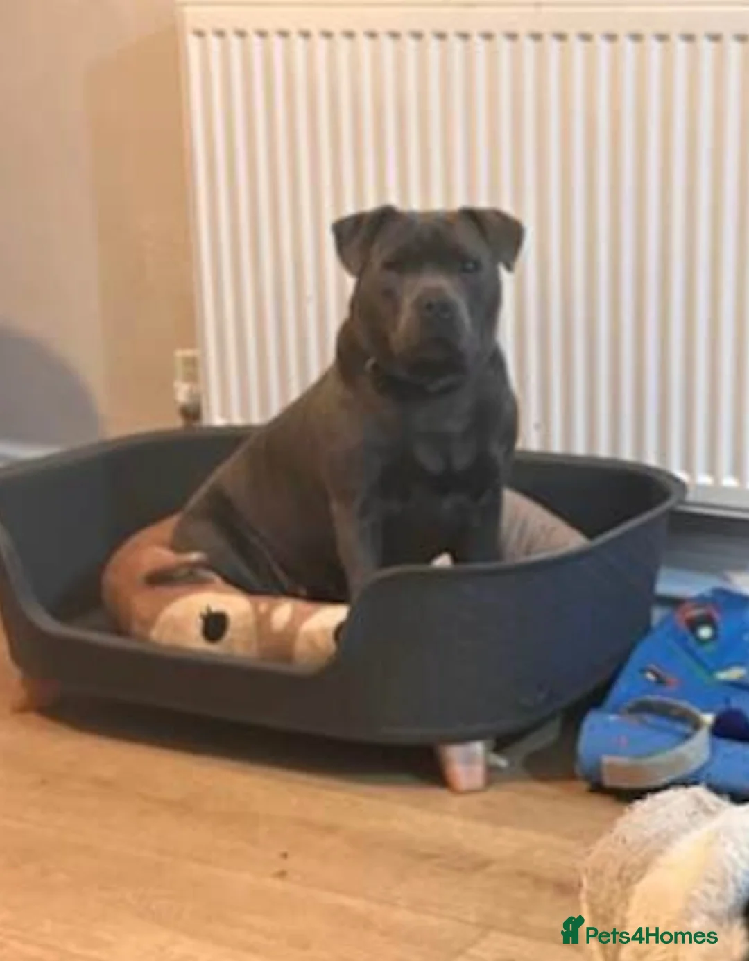 Staffordshire Bull Terrier dogs for sale: Staffordshire bull terrier  - Advert 1