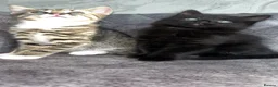 Domestic Shorthair cats for sale: Gorgeous kittens tabby and black  - Advert 23