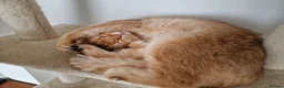 British Shorthair cats for sale: GCCF BY12 Golden British Shorthair Kittens - Advert 4